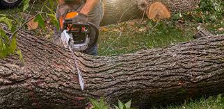 Best Lawn Pest Prevention  in Pelham, AL