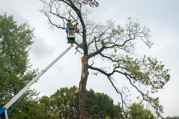 Best Fruit Tree Pruning  in Pelham, AL