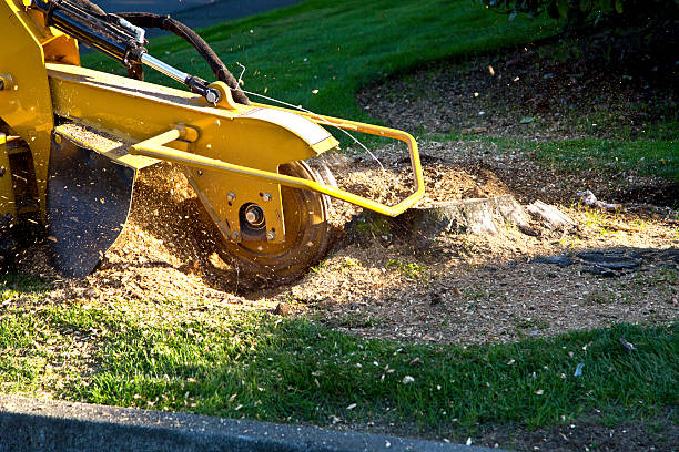 Trusted Pelham, AL Tree Removal Experts